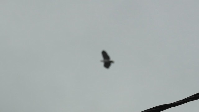 シロエリノスリ - ML616588549