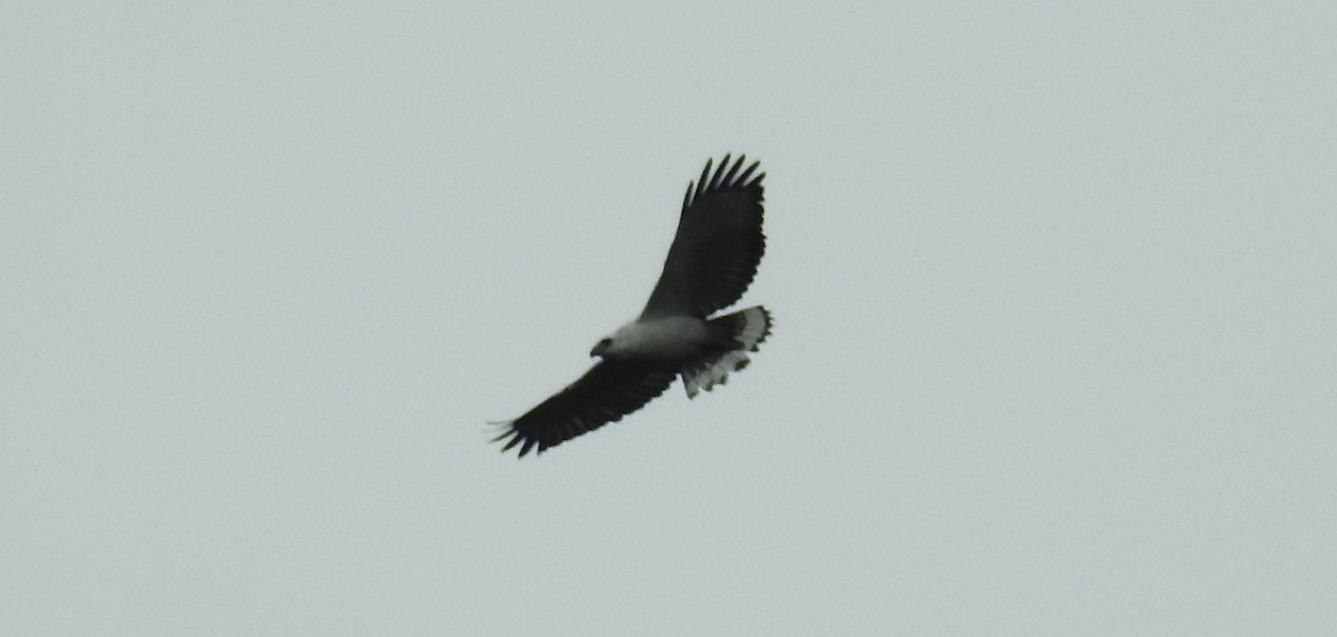 White-necked Hawk - ML616588563