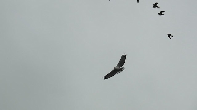 シロエリノスリ - ML616588591