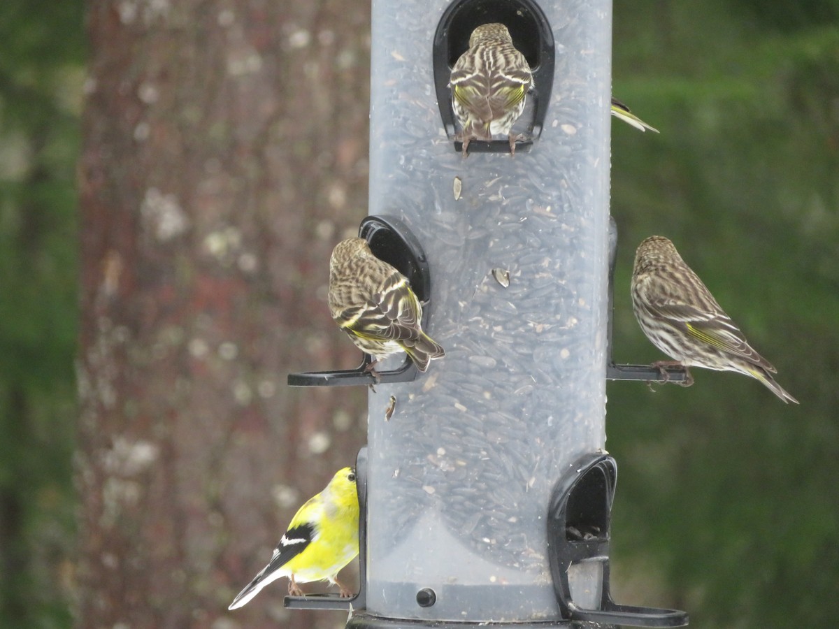 Jilguero de Los Pinos - ML616588597