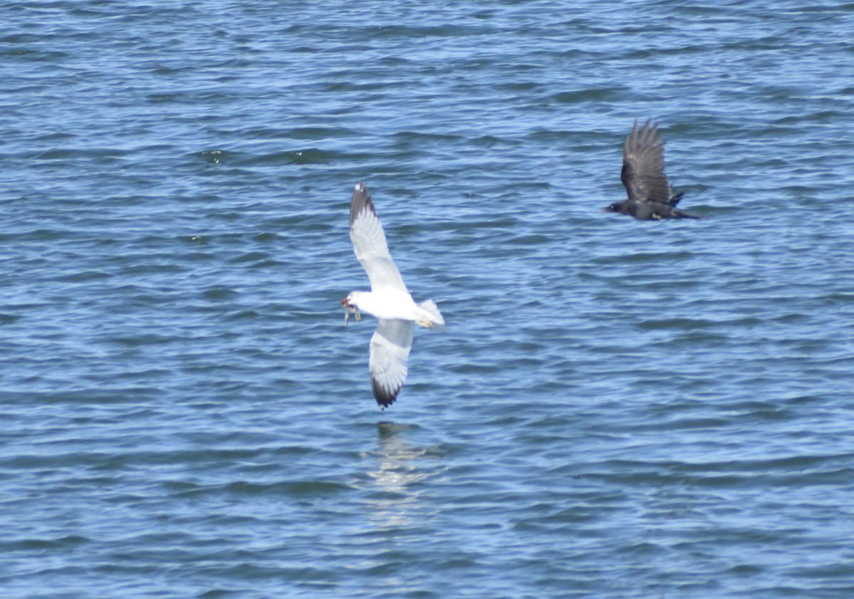 Ring-billed Gull - Robert Tonge