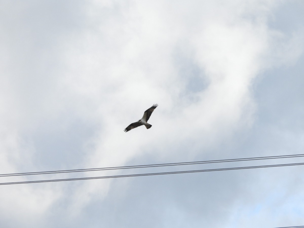 Águila Pescadora - ML616588640