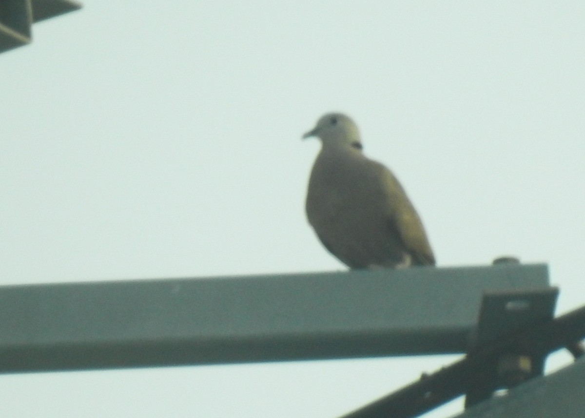 Red Collared-Dove - ML616588656