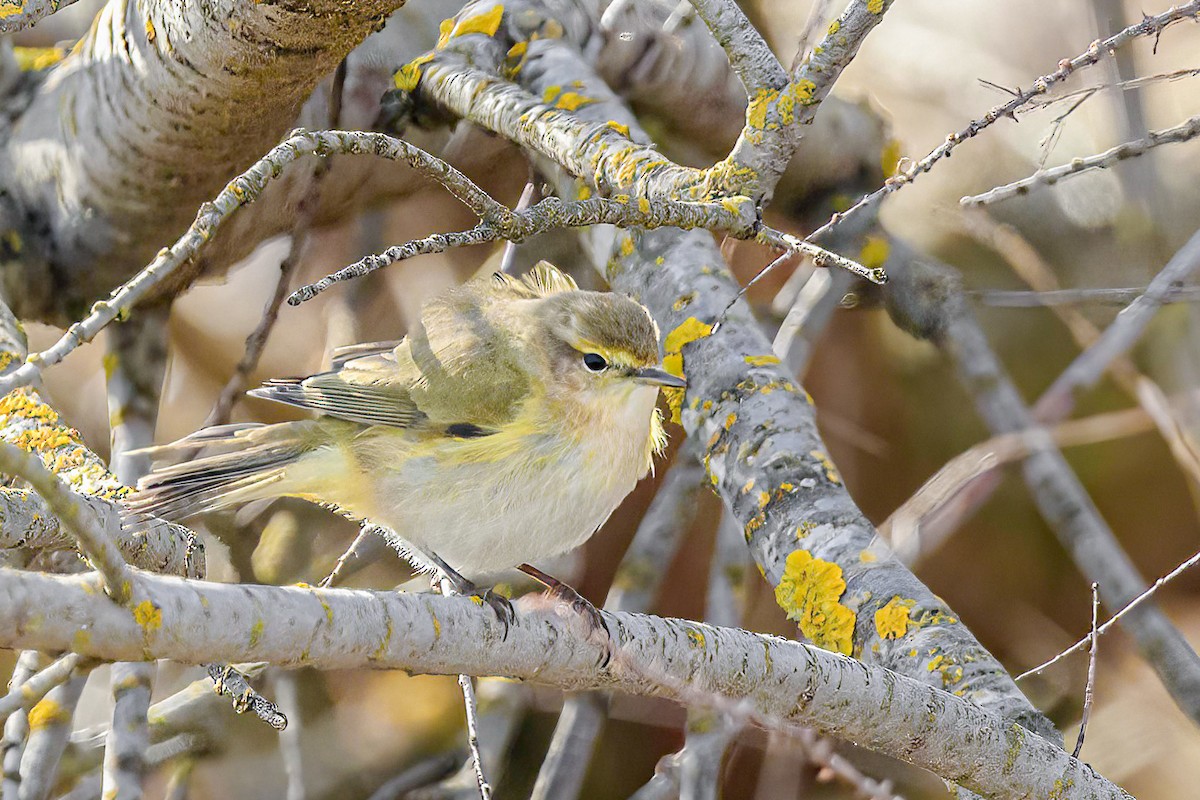 Common Chiffchaff - ML616588663