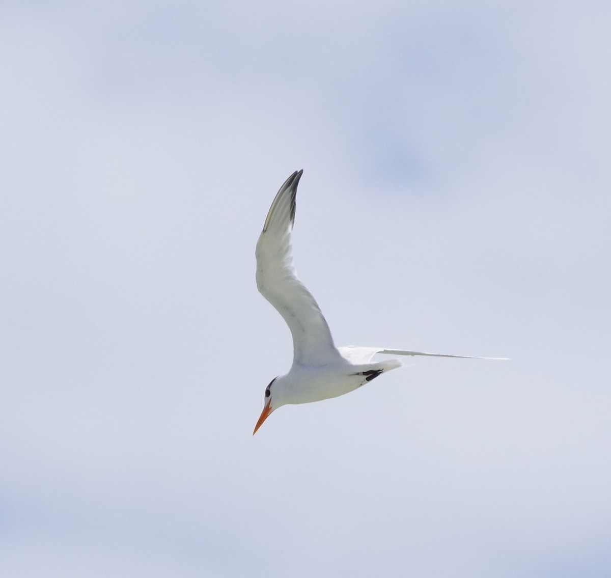 Royal Tern - h rudy sawyer