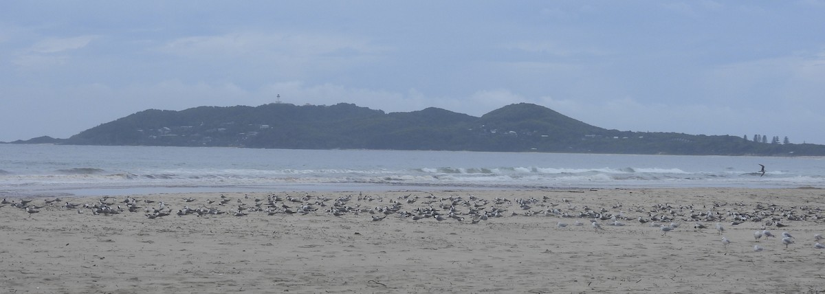 Great Crested Tern - ML616588751