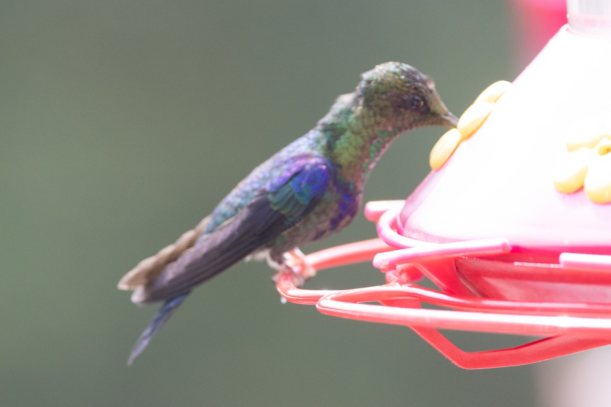 kolibřík vidloocasý - ML616588752