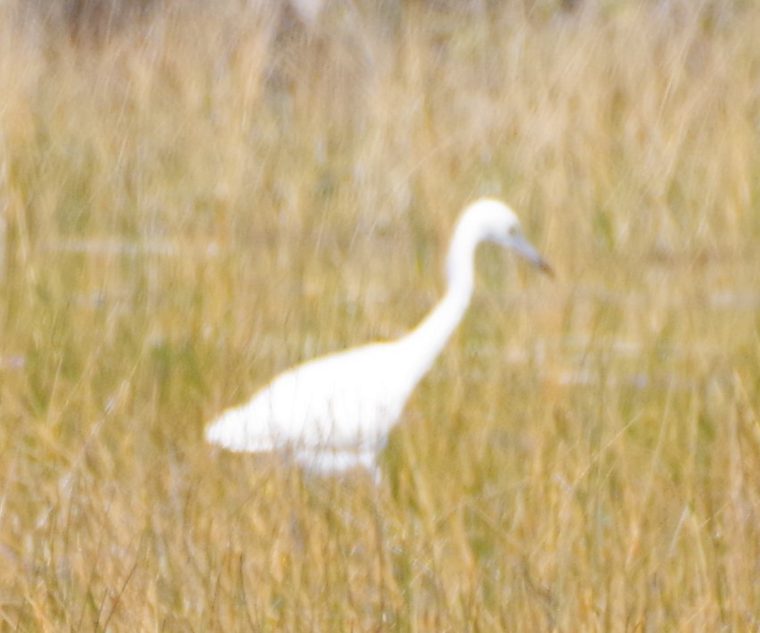 Little Blue Heron - h rudy sawyer