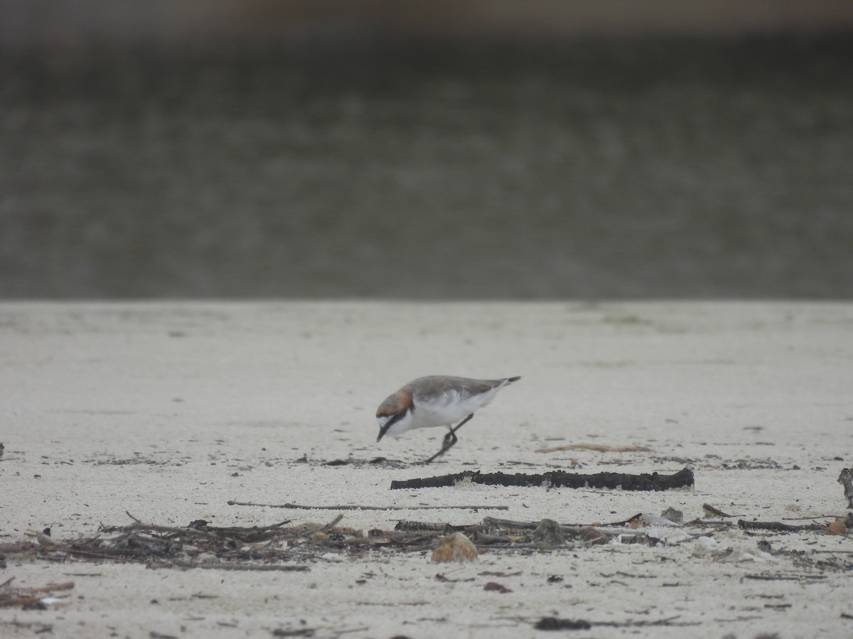 Red-capped Plover - ML616588758