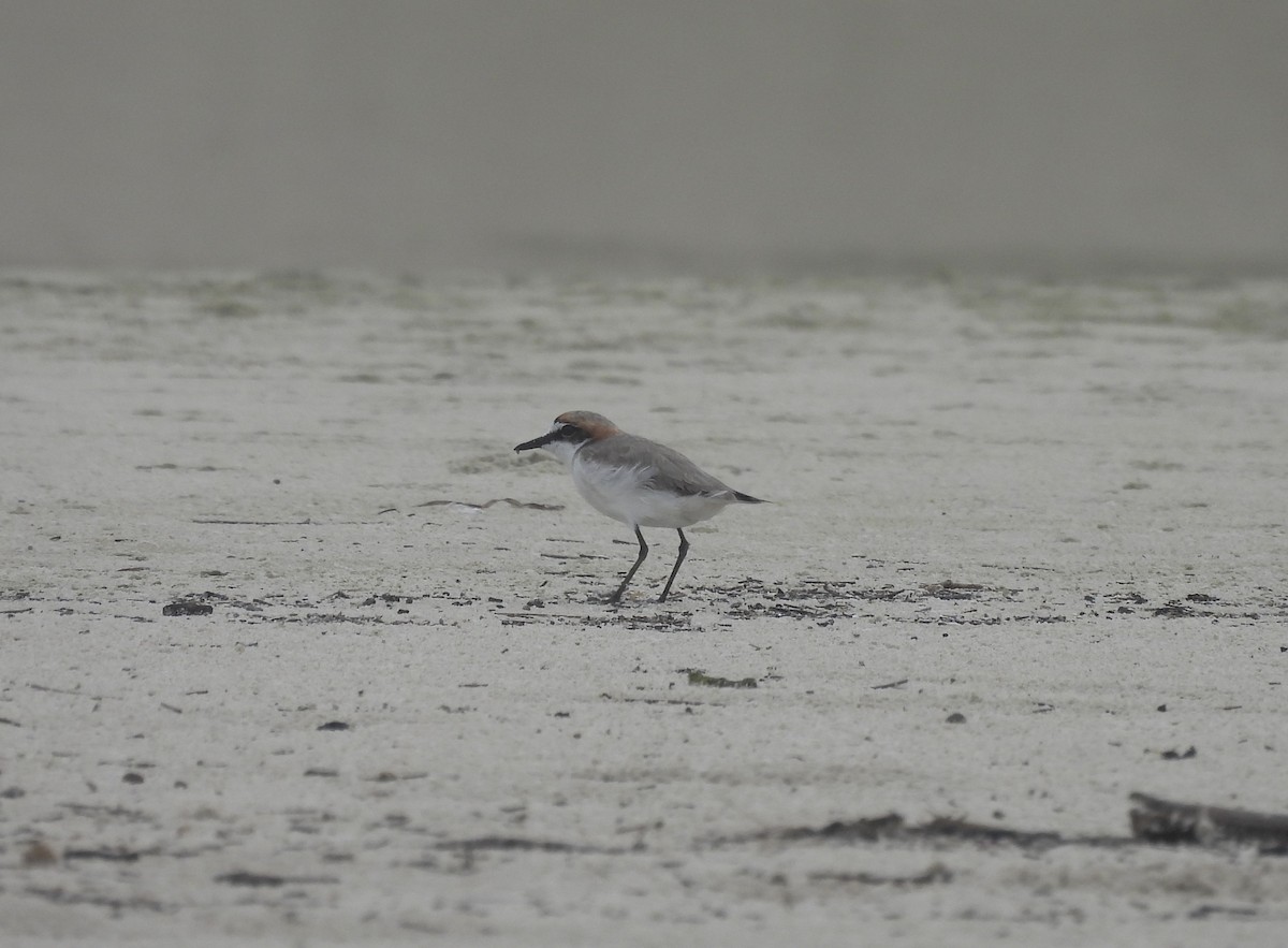 Red-capped Plover - ML616588763