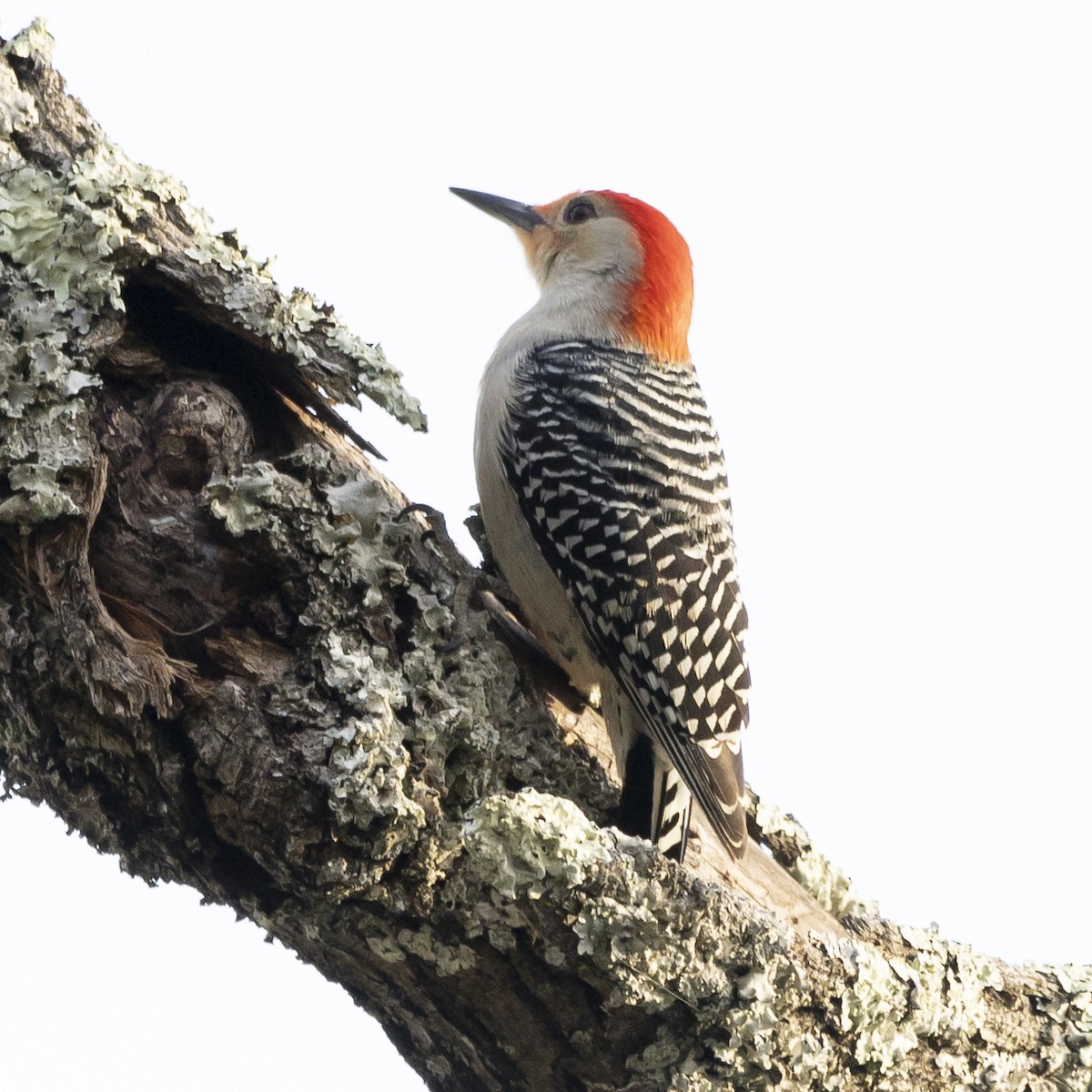 Red-bellied Woodpecker - ML616588778
