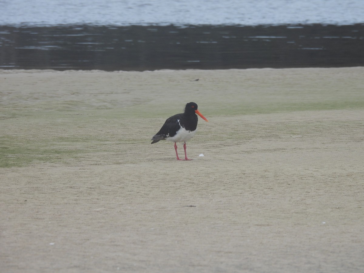 Pied Oystercatcher - ML616588783