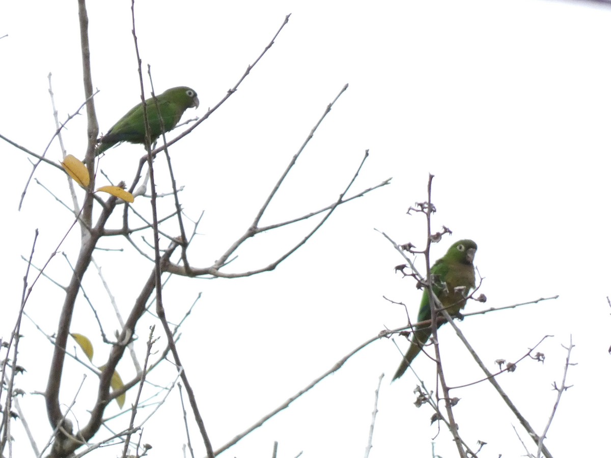 Olive-throated Parakeet - Paul Suchanek