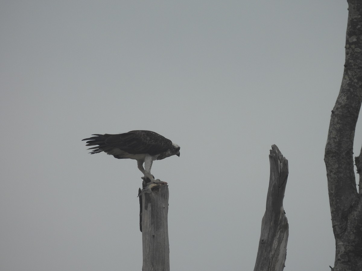 Osprey (Australasian) - ML616588796