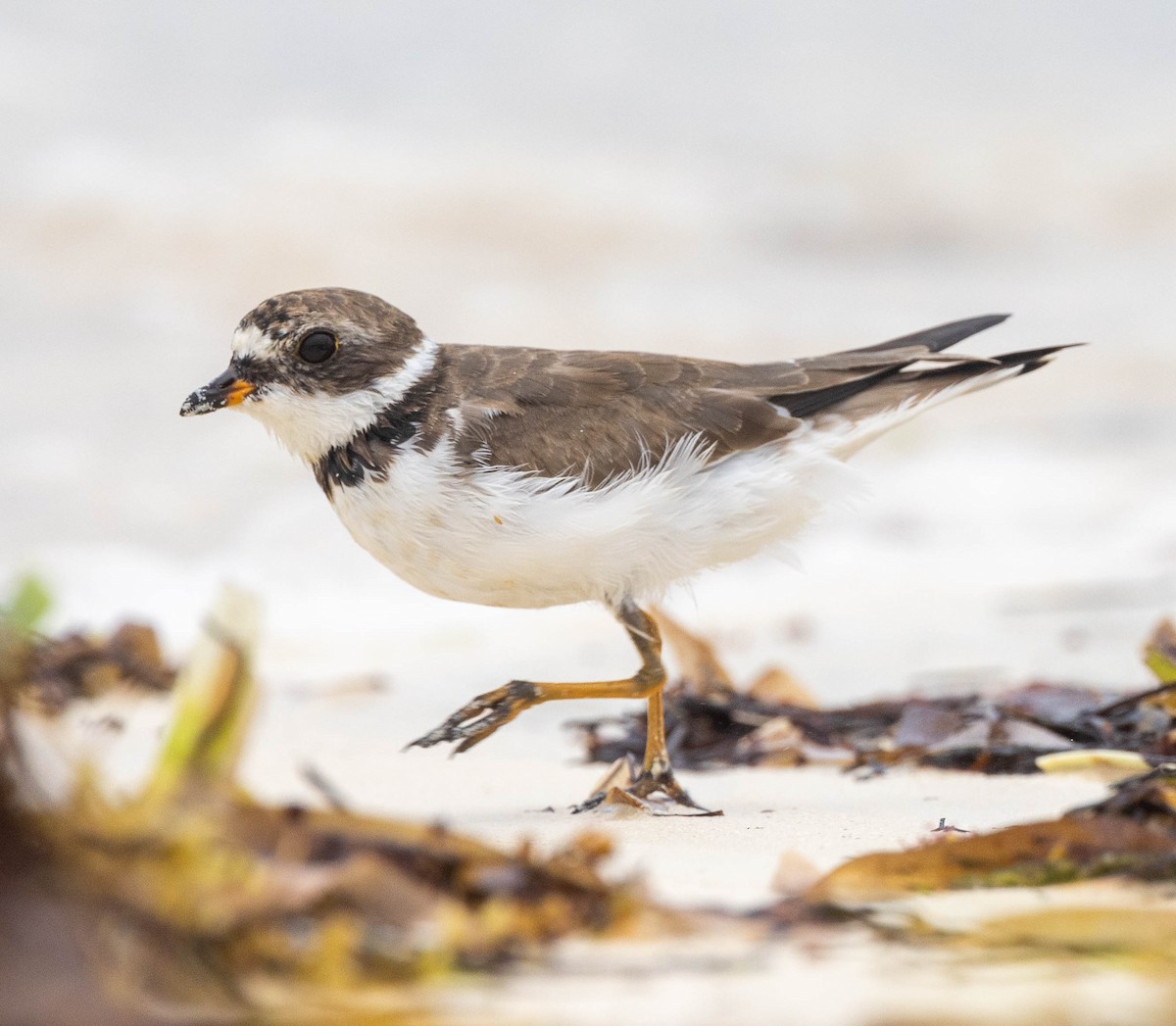 Semipalmated Plover - ML616588797