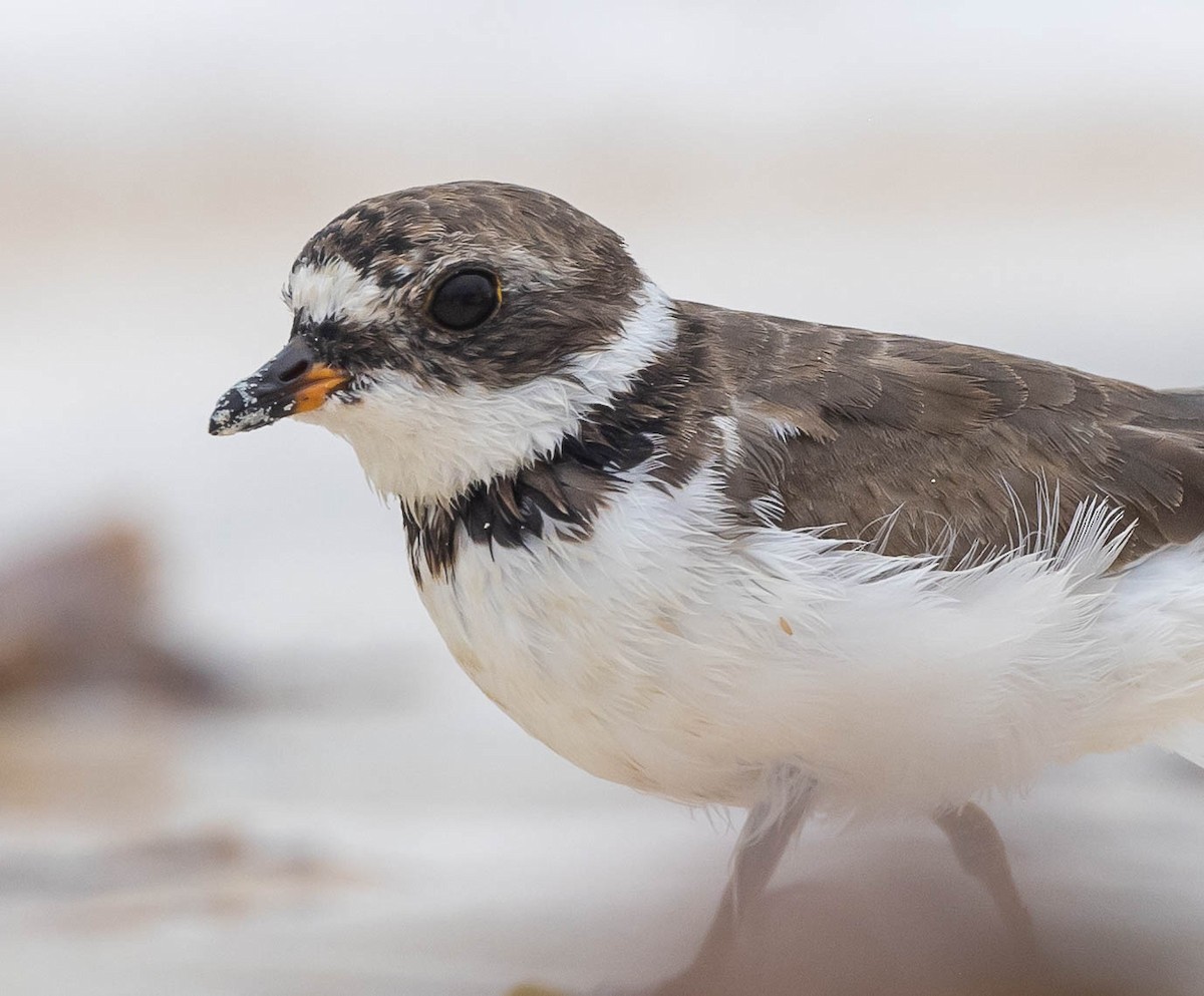 Semipalmated Plover - ML616588798