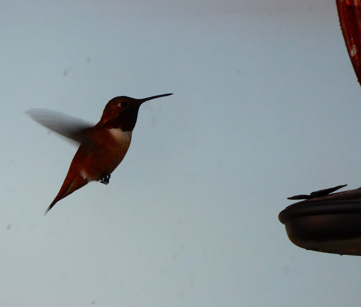 Rufous Hummingbird - Barbara Morgan