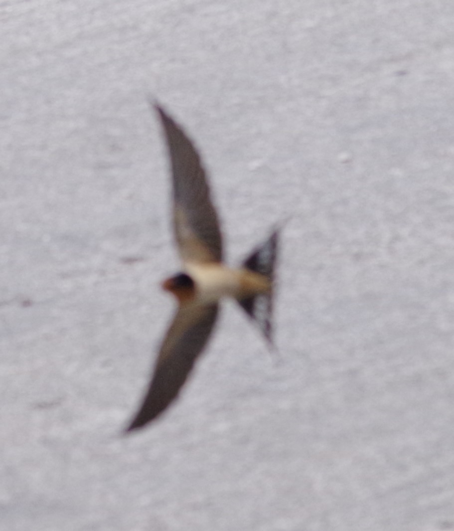 Barn Swallow - ML616588845