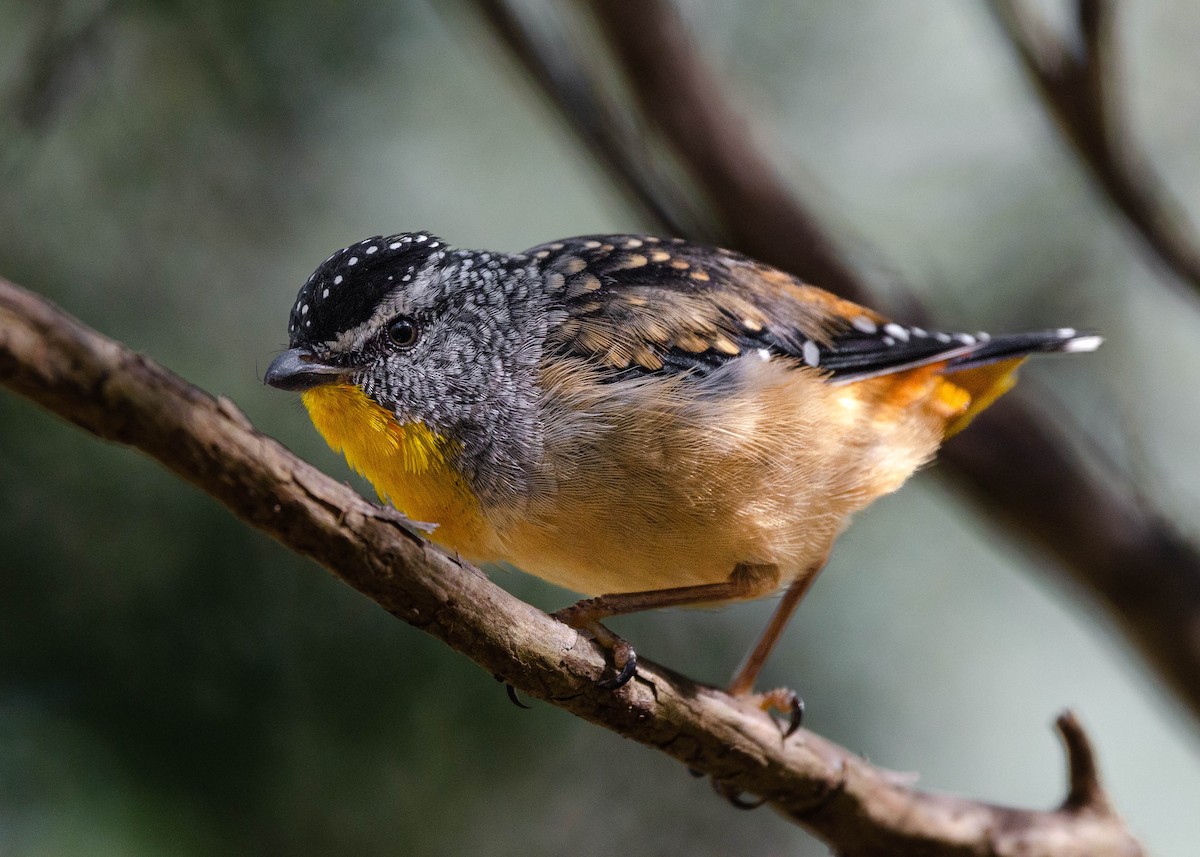 Spotted Pardalote - ML616588864