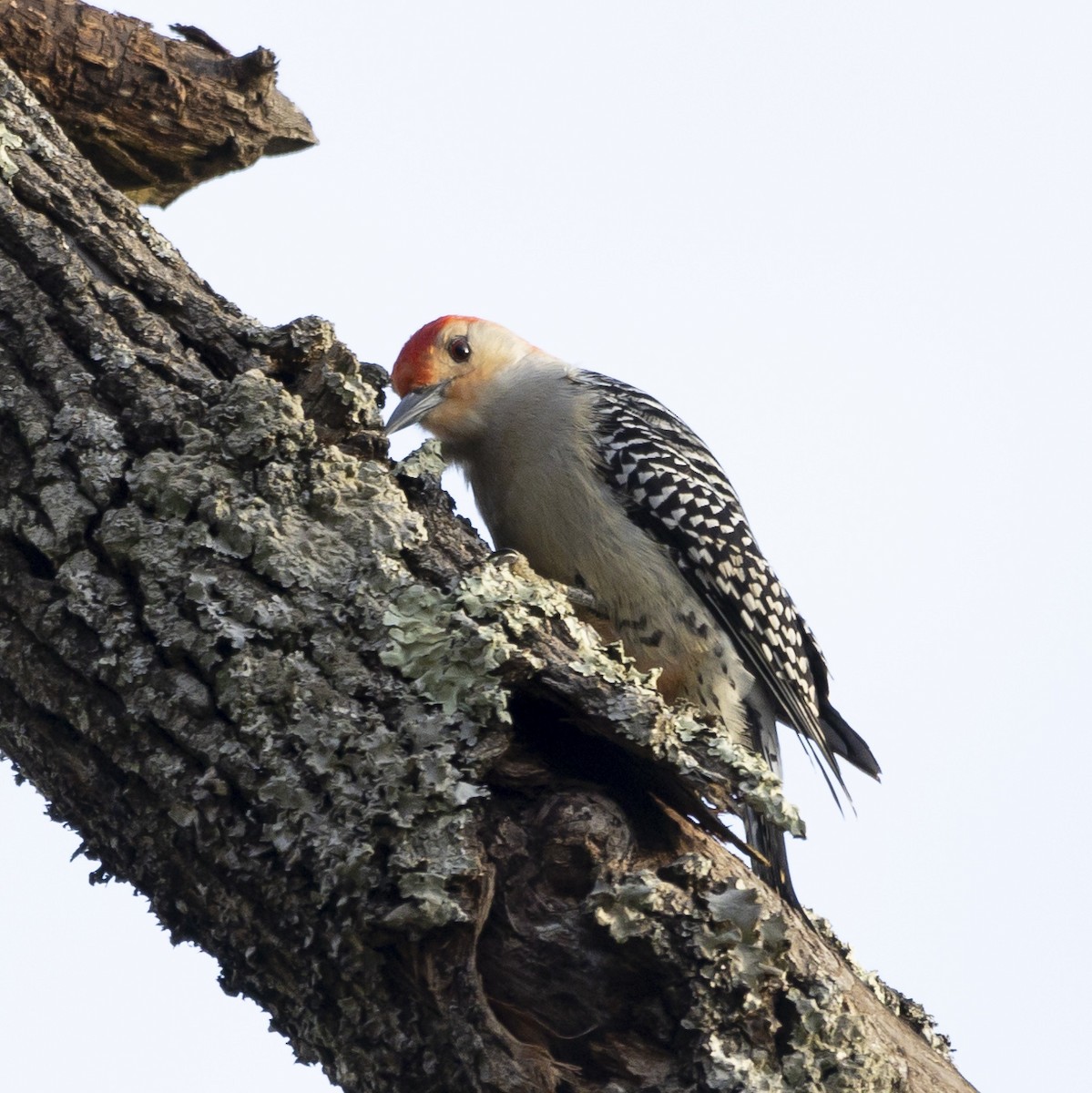 Red-bellied Woodpecker - ML616588878
