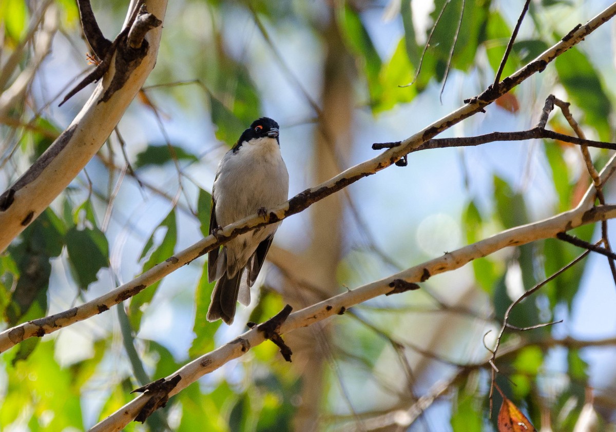 White-naped Honeyeater - ML616588880