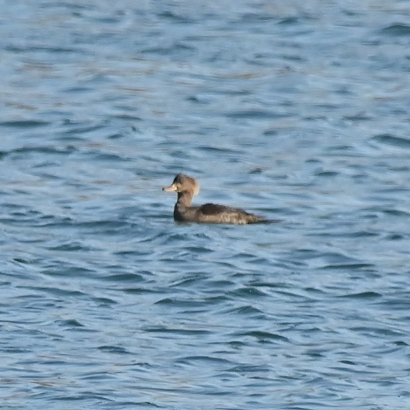 Hooded Merganser - Regis Fortin