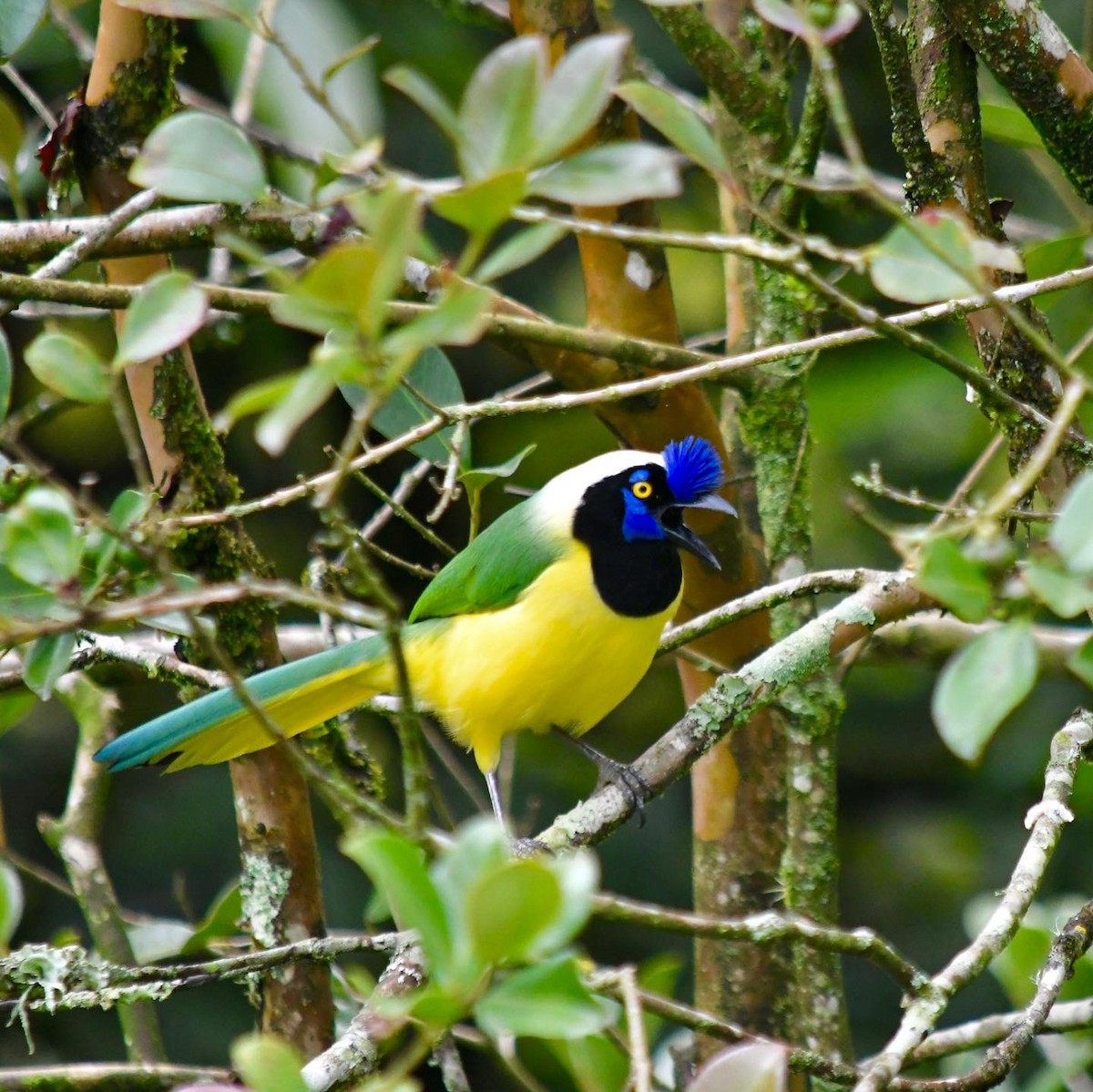 Green Jay - ML616588979