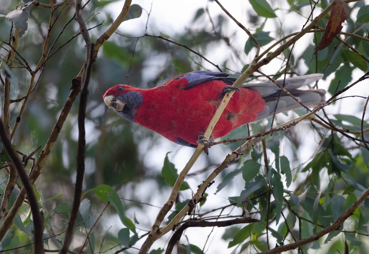 Crimson Rosella - Joaquin Muñoz