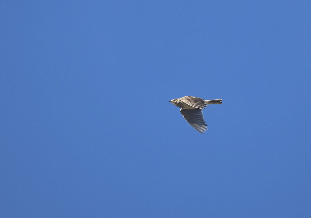 Eurasian Skylark - ML616589068