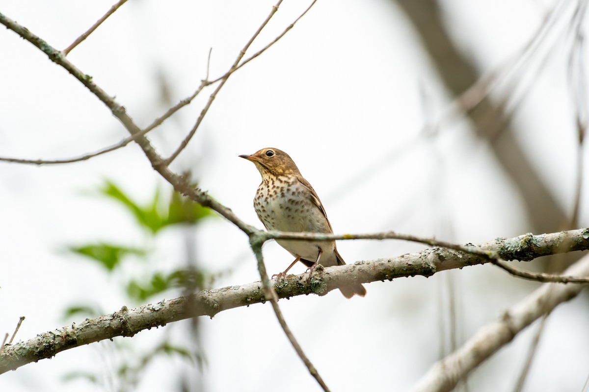 Swainson's Thrush - ML616589076