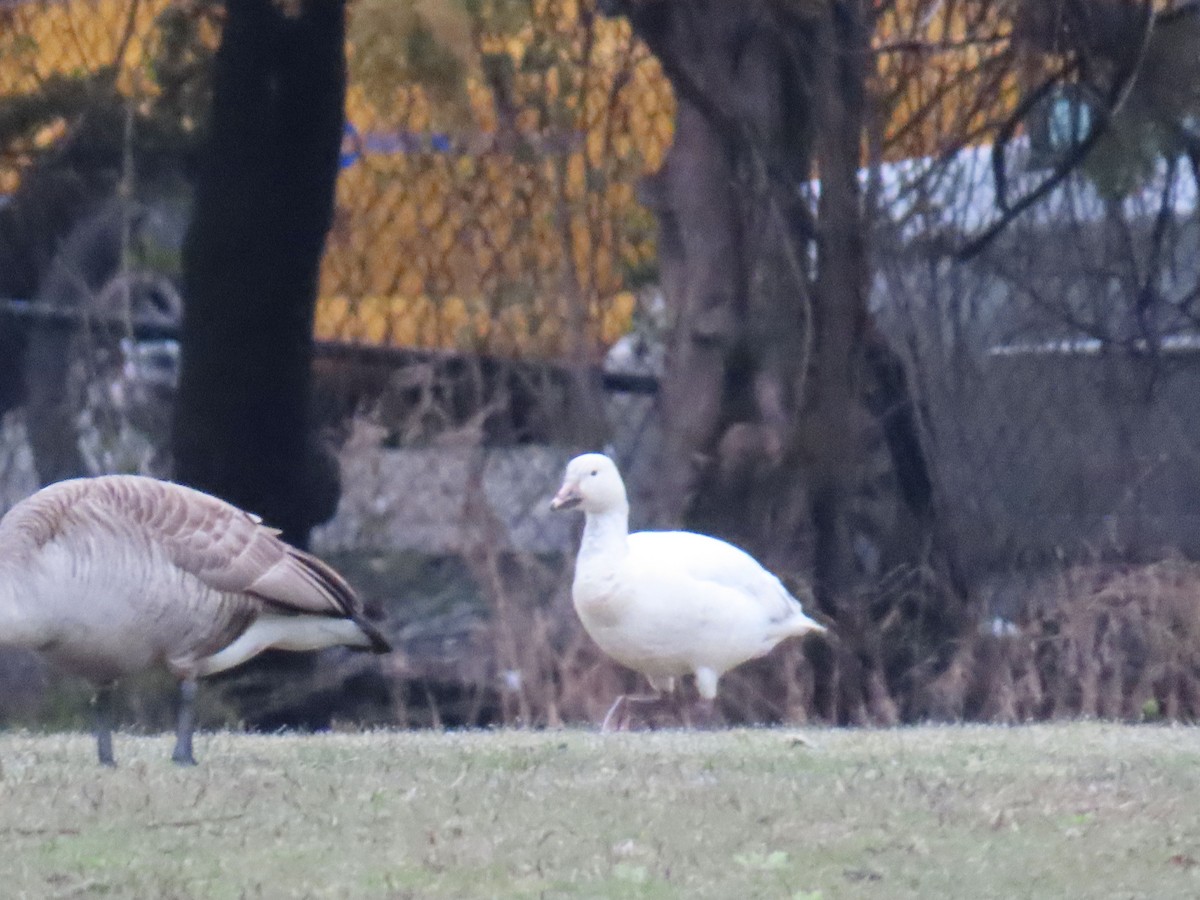 Snow Goose - Ginger Bernardin