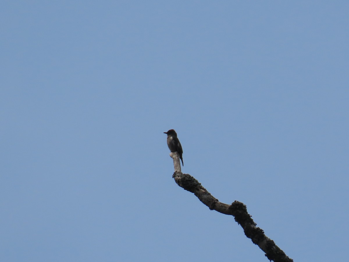 Olive-sided Flycatcher - ML616589197