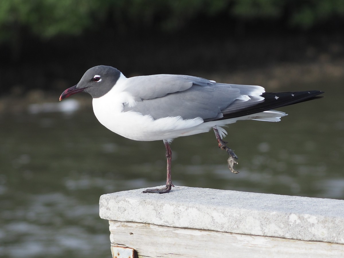 Mouette atricille - ML616589208