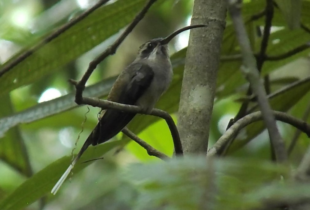 Long-billed Hermit - ML616589210