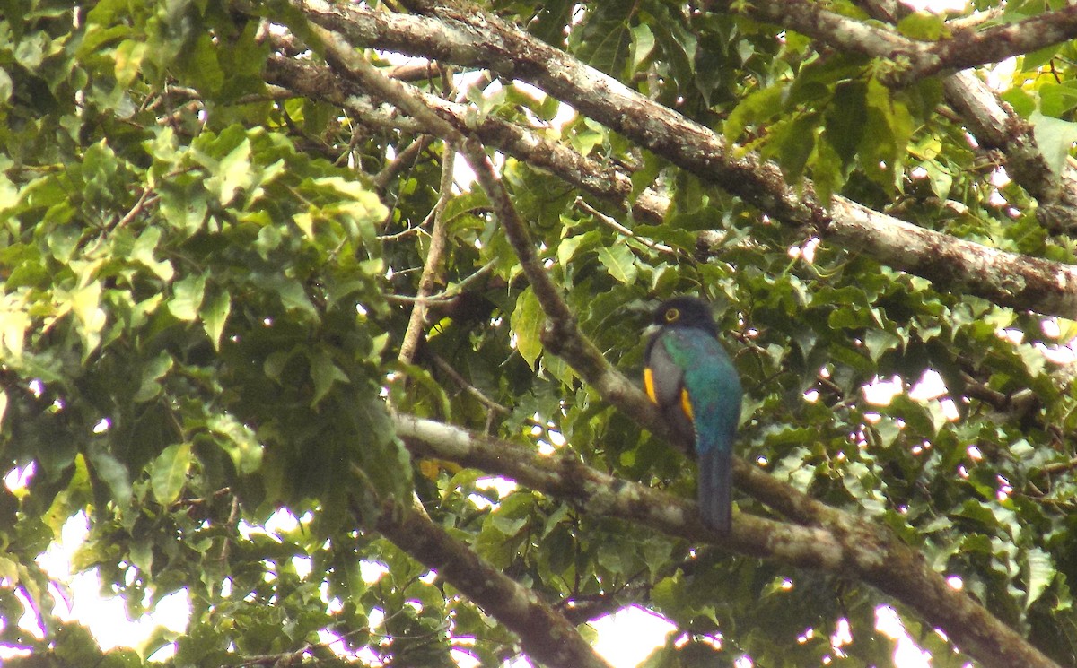 Gartered Trogon - ML616589218