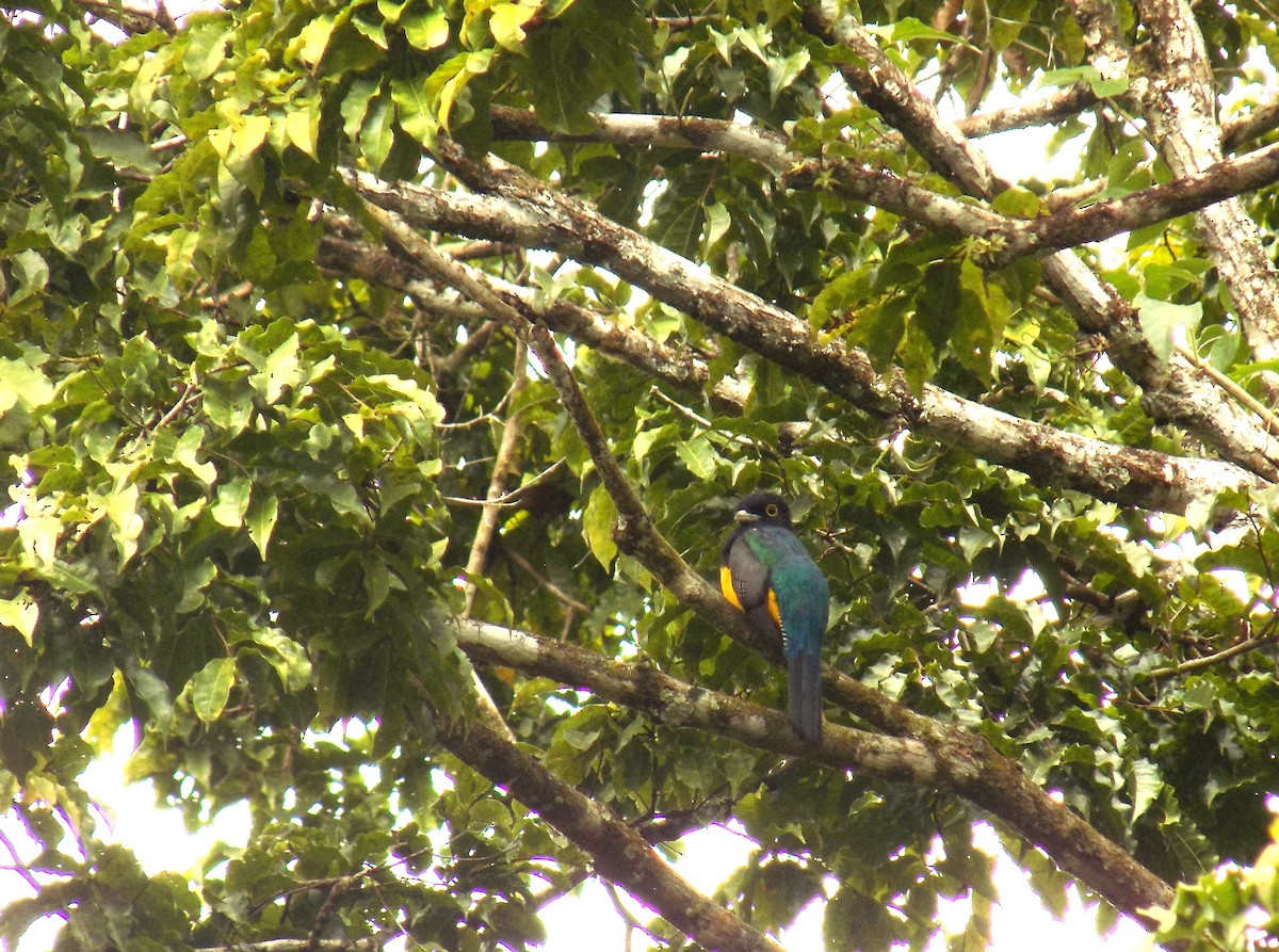 trogon podvazkový - ML616589219