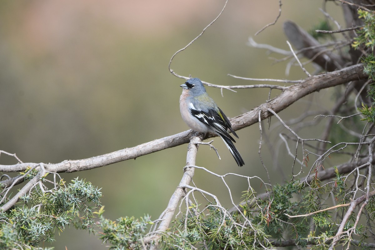 African Chaffinch - ML616589240