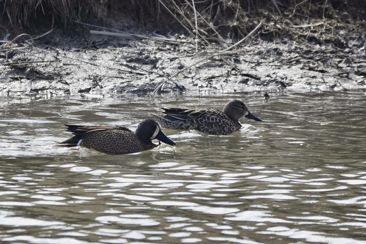 Blue-winged Teal - ML616589272