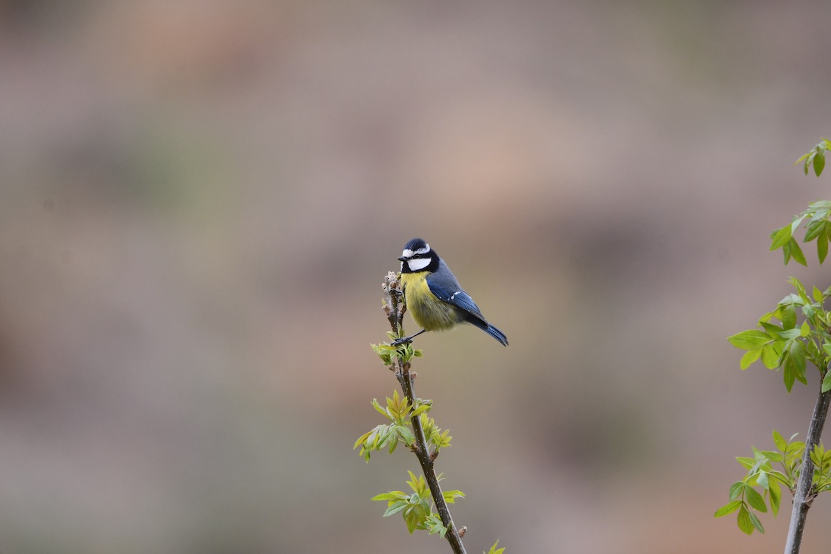 Mésange nord-africaine - ML616589277