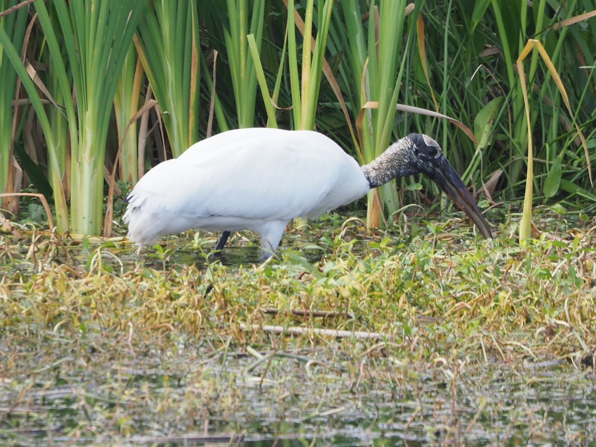 Wood Stork - ML616589281