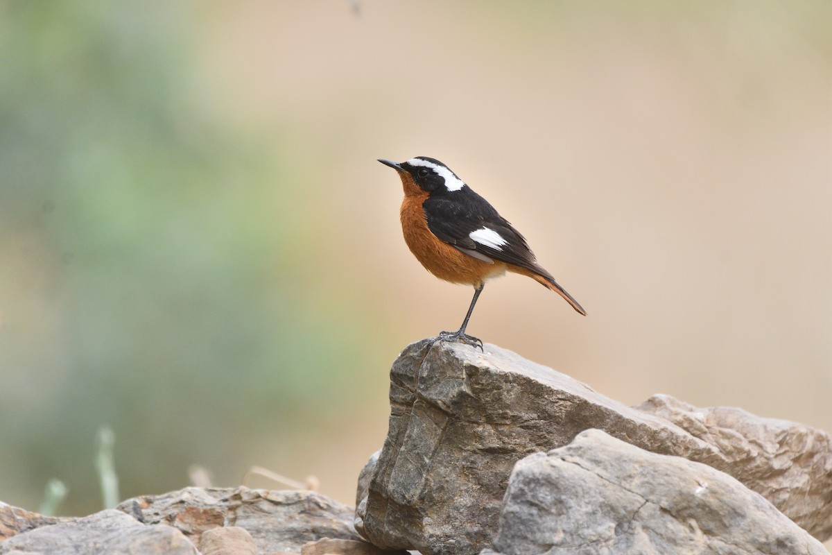 Moussier's Redstart - ML616589287