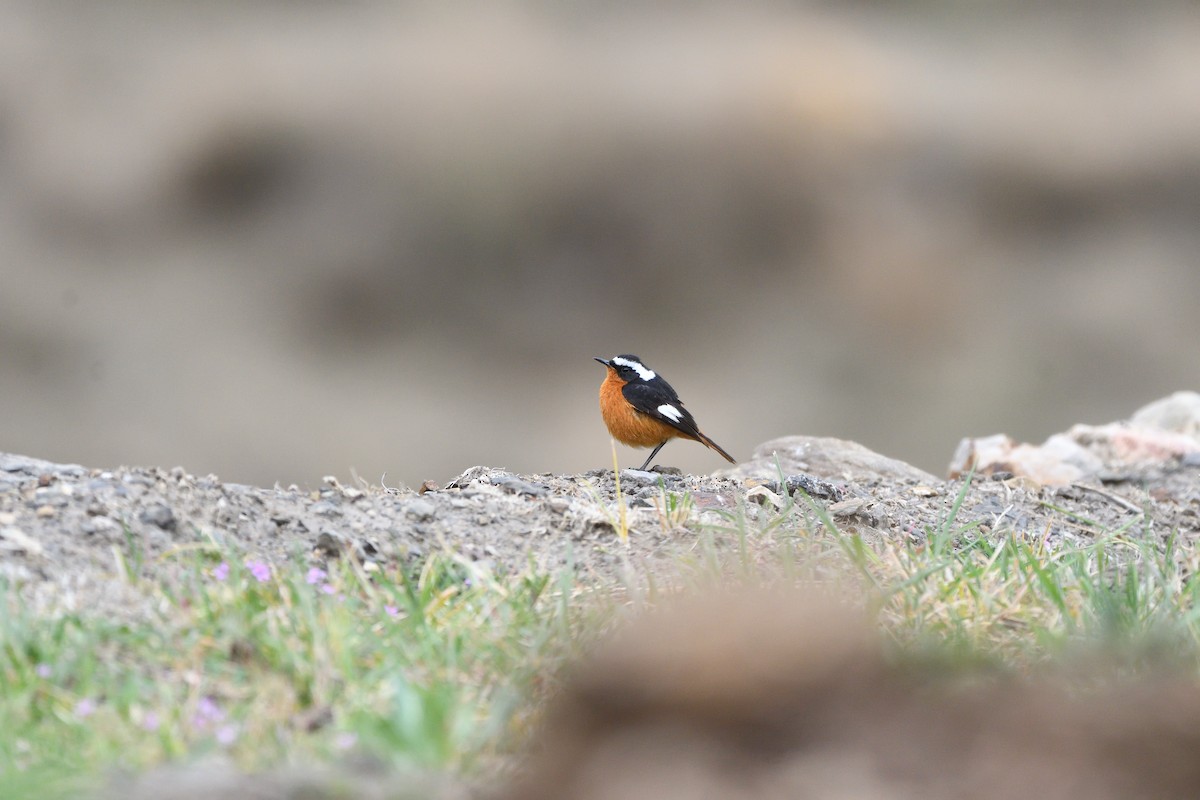 Moussier's Redstart - ML616589288