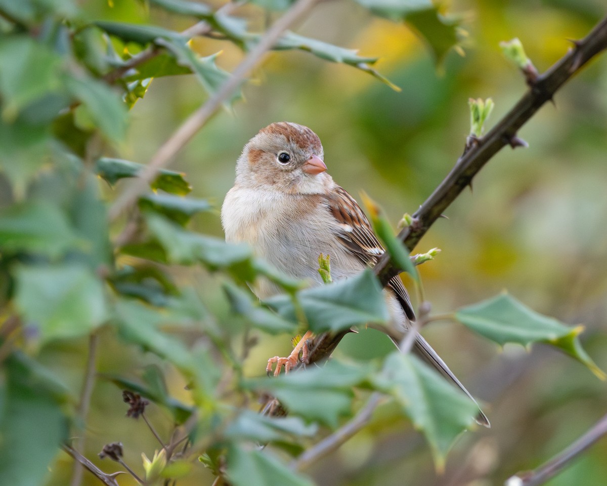 Field Sparrow - Todd Dixon