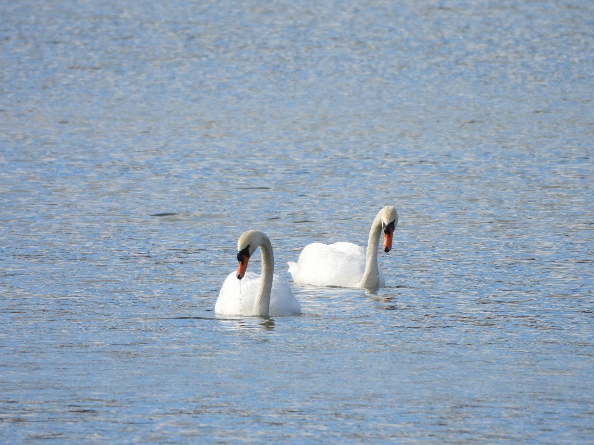 Cygne tuberculé - ML616589306