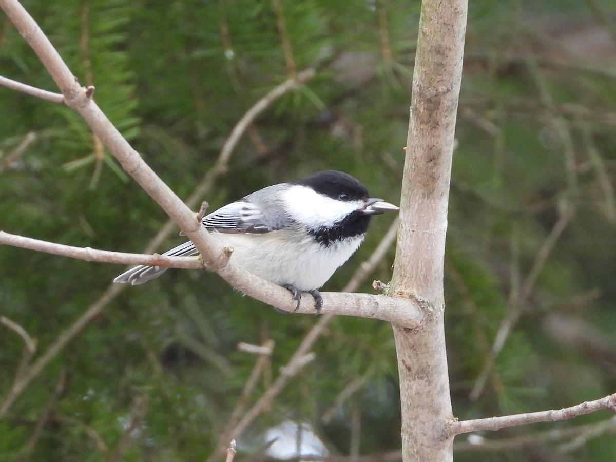 Mésange à tête noire - ML616589307