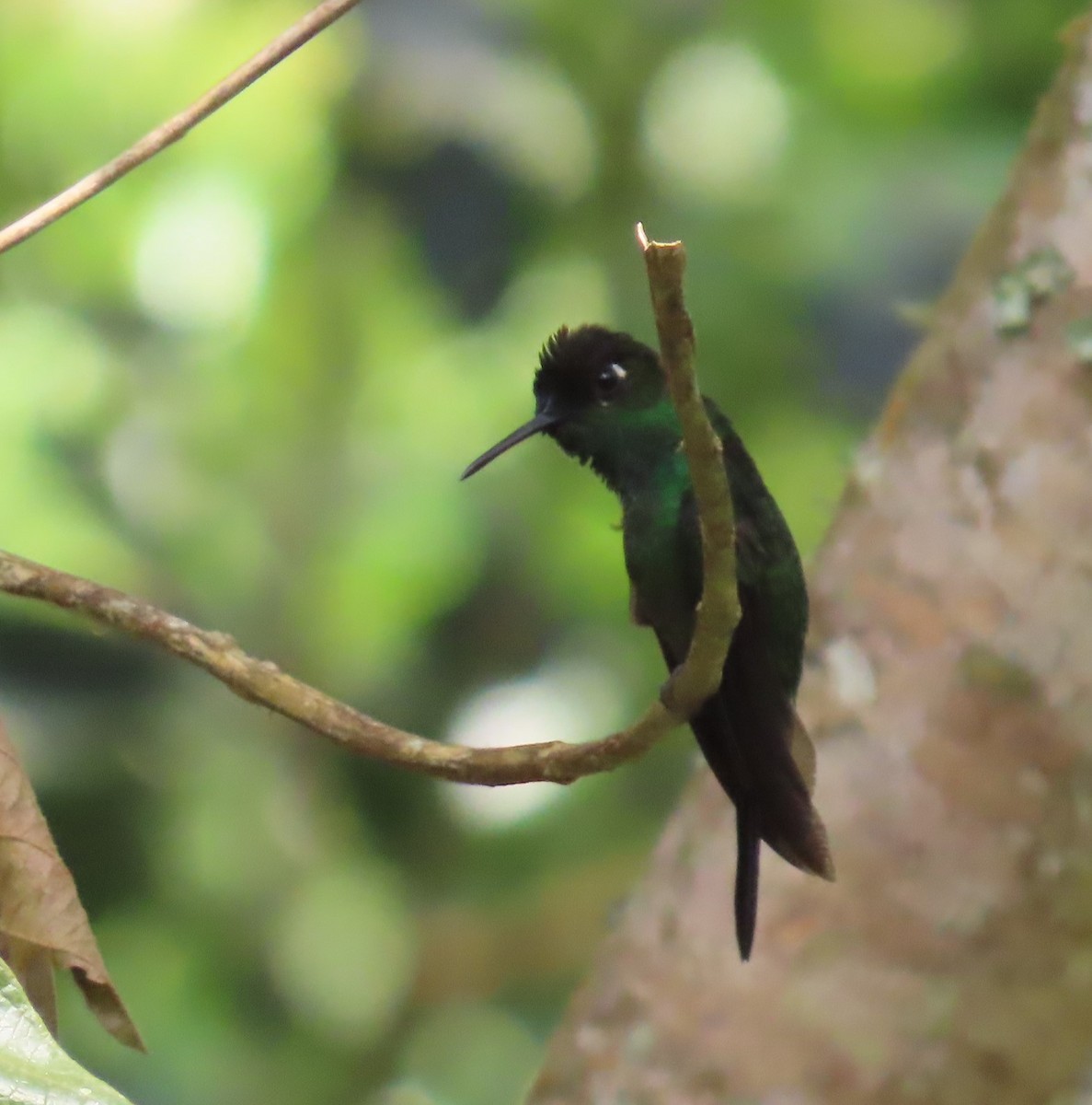 Violet-fronted Brilliant - Carolina Molina Pérez