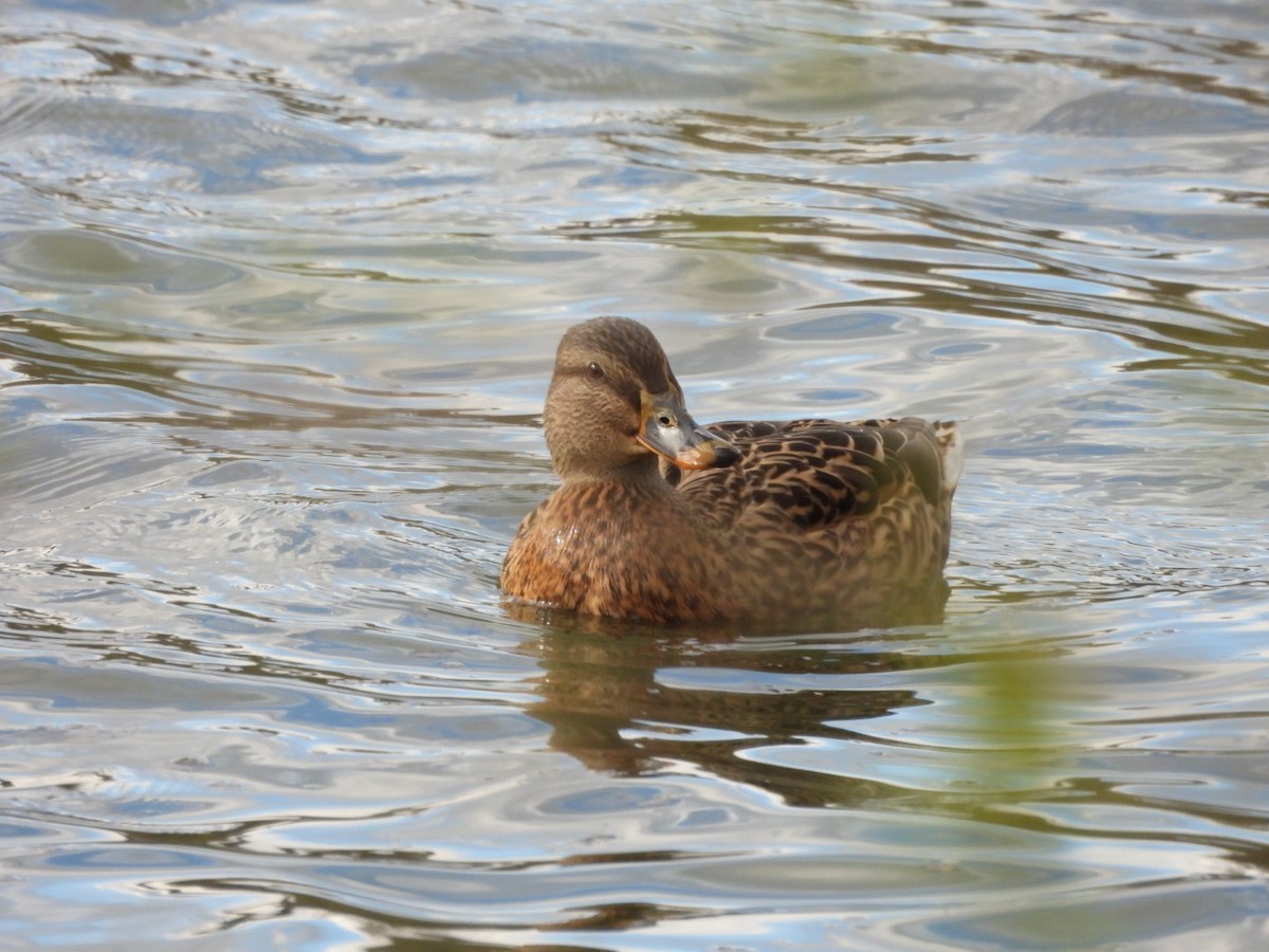 Canard colvert - ML616589325