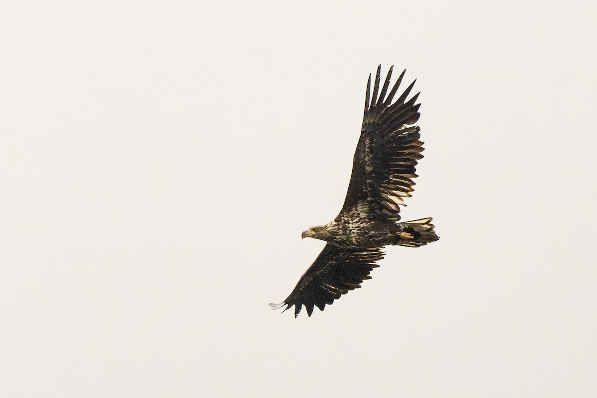 White-tailed Eagle - ML616589341