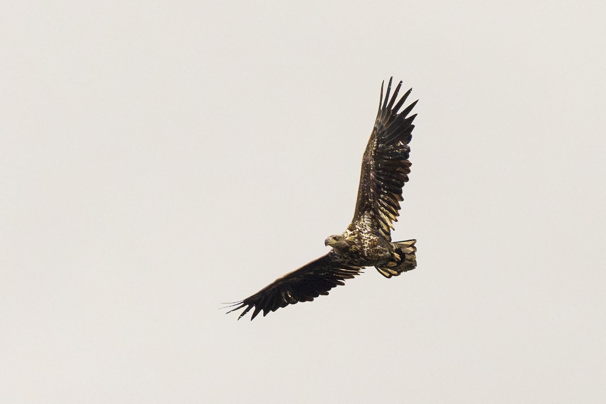White-tailed Eagle - ML616589342