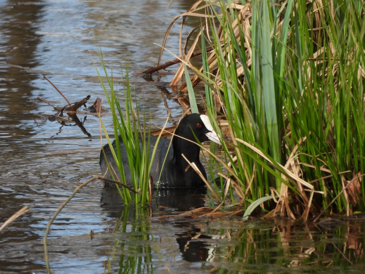 Eurasian Coot - ML616589361